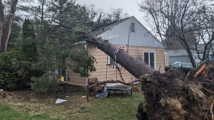 Edmonds Tree Service Picture 1
