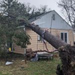 Edmonds Tree Service