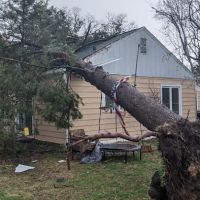 Edmonds Tree Service ico