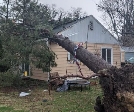 Edmonds Tree Service