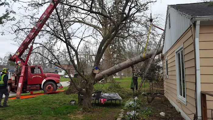Edmonds Tree Service Picture 2