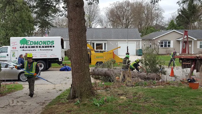 Edmonds Tree Service Picture 3