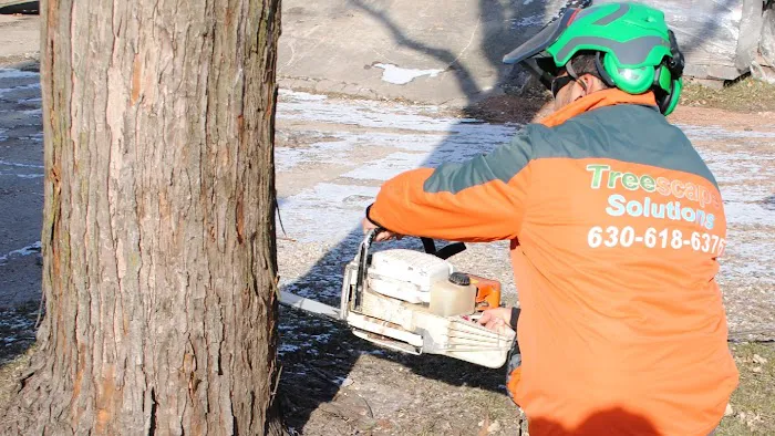 Treescape Solutions Inc Picture 7