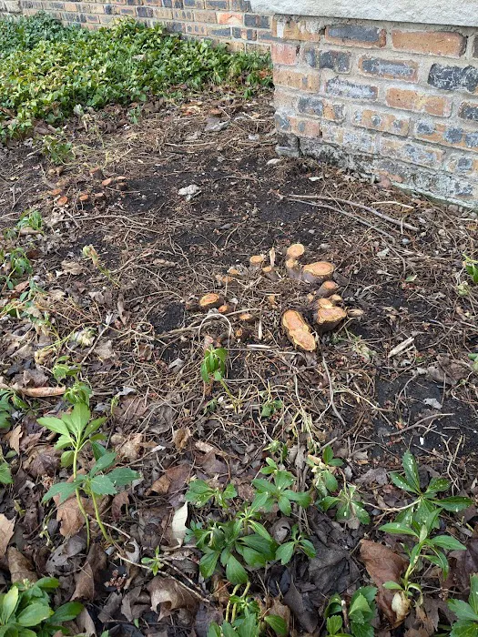 Treescape Solutions Inc Picture 3