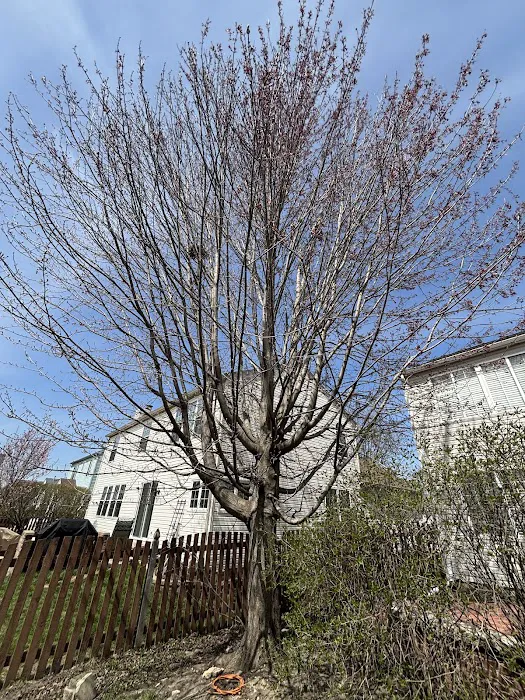 Treescape Solutions Inc Picture 5