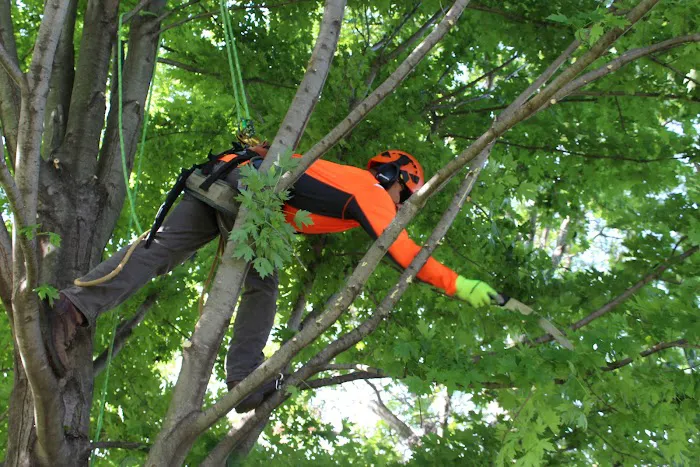 Treescape Solutions Inc Picture 6
