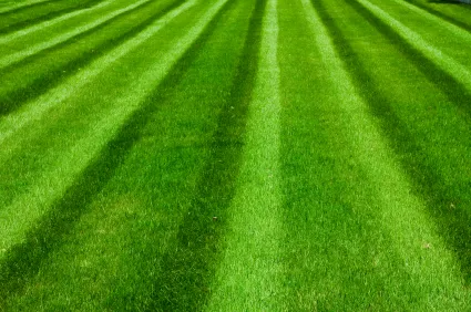 DeKalb-Sycamore Lawn Care Picture 1