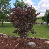 Apple Leaf Landscaping Co. ico