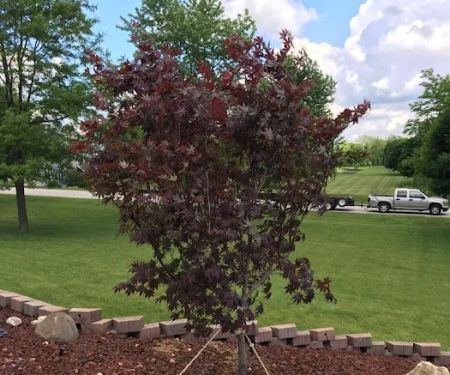 Apple Leaf Landscaping Co.