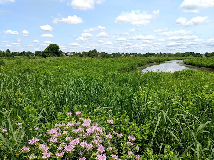 Pizzo Habitat Restoration Picture 9
