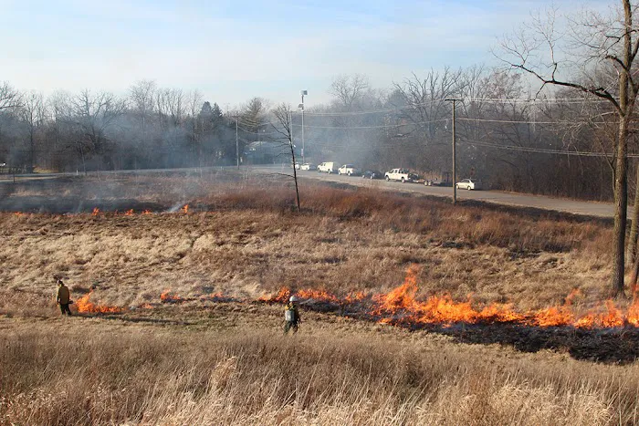 Pizzo Habitat Restoration Picture 8
