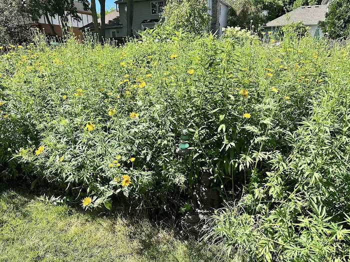 Pizzo Habitat Restoration Picture 10