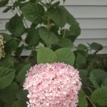 HR Landscape Services