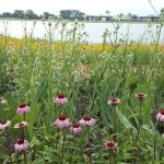 Bluestem Ecological Services