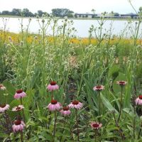 Bluestem Ecological Services ico
