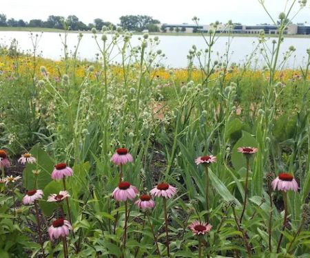 Bluestem Ecological Services