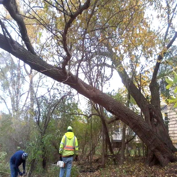 Power Tree Removal Services & Landscaping Inc Picture 6