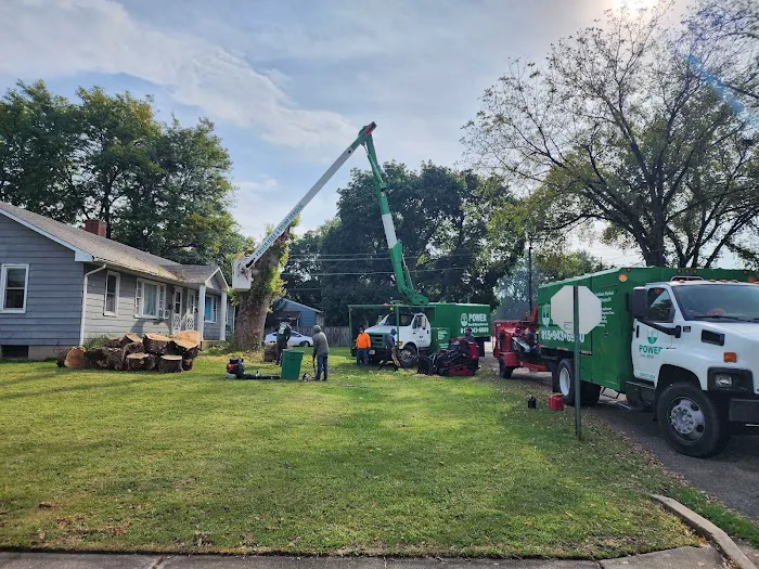 Power Tree Removal Services & Landscaping Inc Picture 5