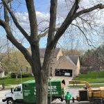 Power Tree Removal Services & Landscaping Inc