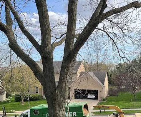Power Tree Removal Services & Landscaping Inc