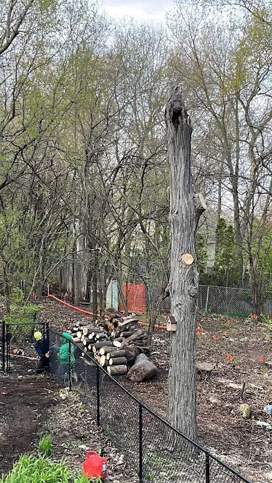 Power Tree Removal Services & Landscaping Inc Picture 4