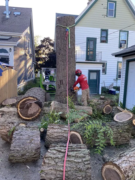 Red Maple Landscaping & Tree Services LLC Picture 7