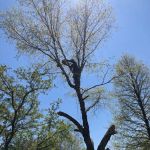 Pro Garden Landscaping LLC