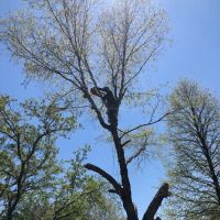 Pro Garden Landscaping LLC ico