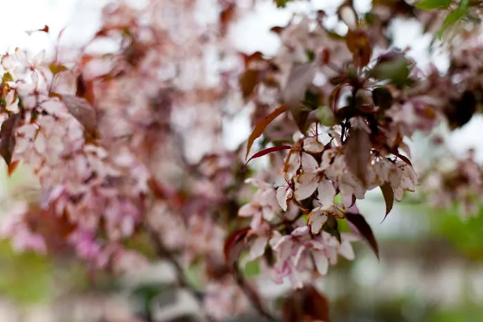 Breezy Hill Nursery, Inc Picture 3