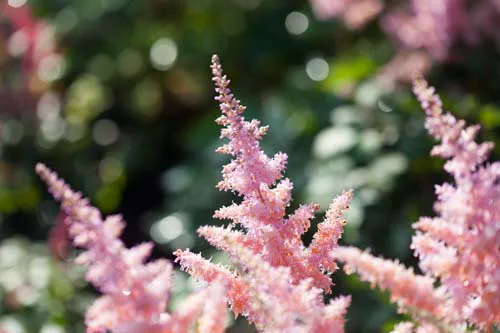 Breezy Hill Nursery, Inc Picture 1