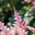 Breezy Hill Nursery, Inc