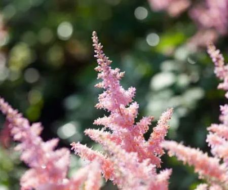 Breezy Hill Nursery, Inc