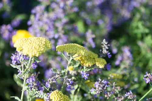Breezy Hill Nursery, Inc Picture 2