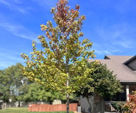 iTrees.com