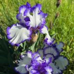 Arte Verde Landscaping Co