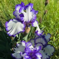 Arte Verde Landscaping Co ico