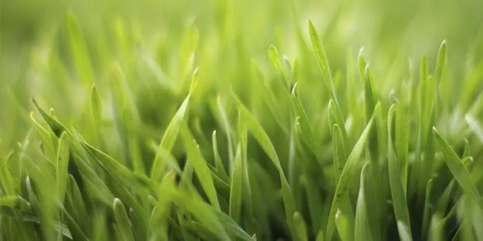 Lawn Doctor of McHenry/East Lake County Picture 5