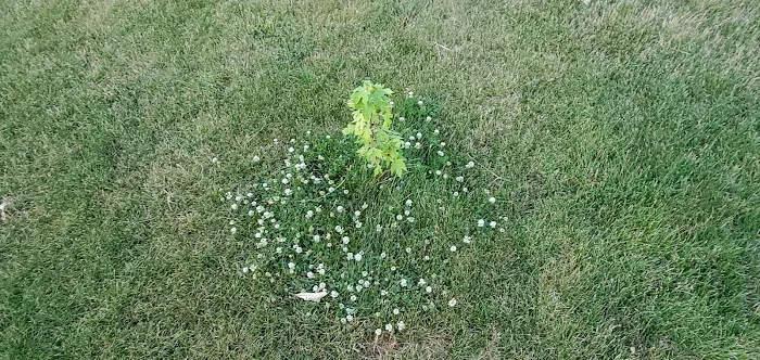 Naturescape Lawn and Landscape Care Picture 7