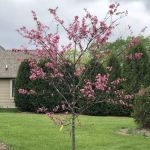 Happy Grass Outdoor Landscaping