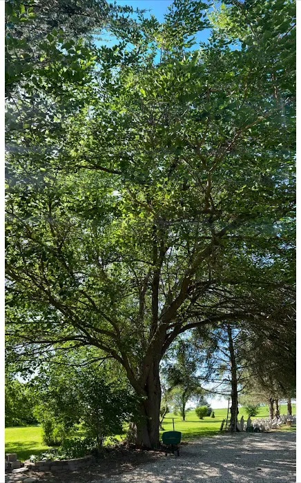 Ivan's and Jr's Landscaping & Tree Service Picture 1