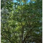 Ivan's and Jr's Landscaping & Tree Service