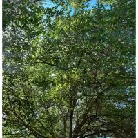 Ivan's and Jr's Landscaping & Tree Service ico