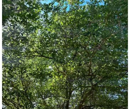 Ivan's and Jr's Landscaping & Tree Service