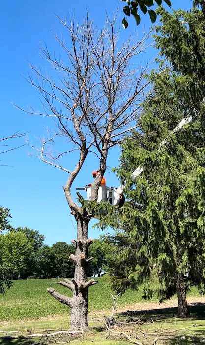 Ivan's and Jr's Landscaping & Tree Service Picture 6