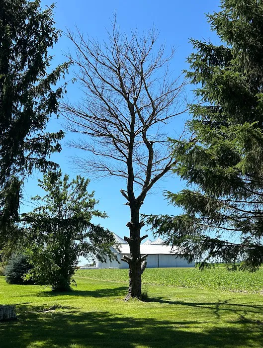 Ivan's and Jr's Landscaping & Tree Service Picture 7