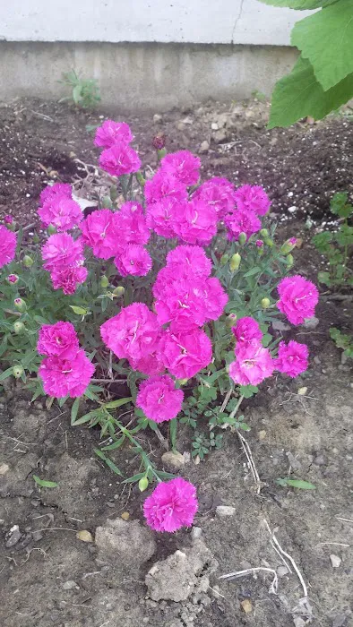 Ator, Inc. Landscaping Picture 8