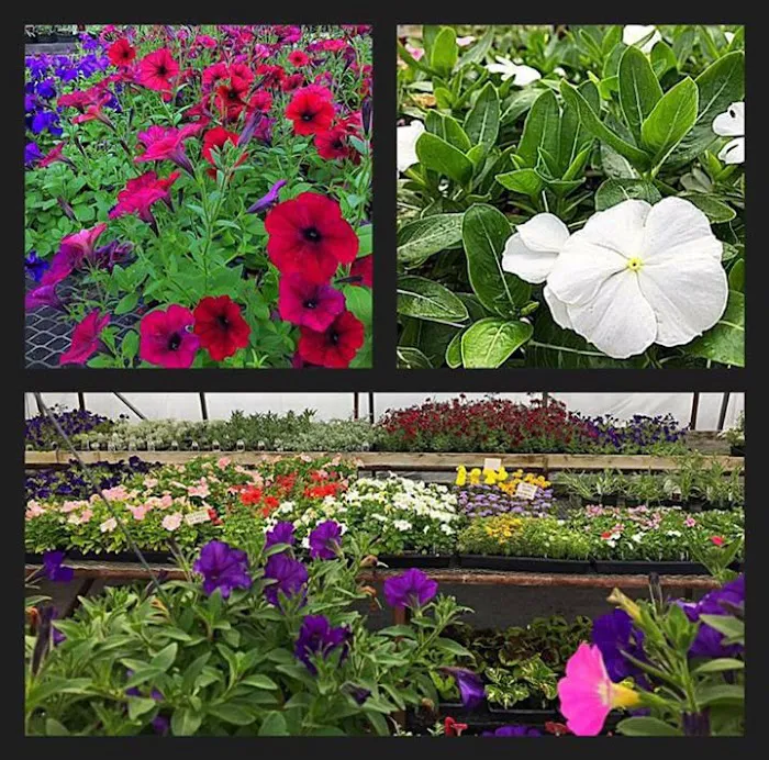Peru Greenhouses & Landscaping Picture 5