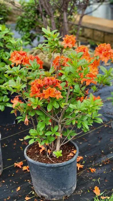 Ekana Nursery & Landscaping Picture 4