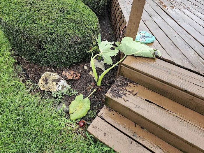 R Larson & Sons Landscaping Picture 5