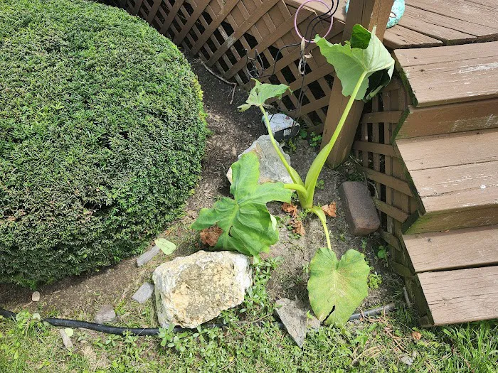 R Larson & Sons Landscaping Picture 4